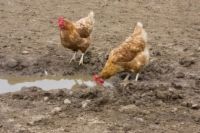 10 problemas de pollo comunes resuelto