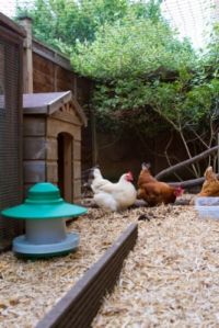 10 problemas de pollo comunes resuelto