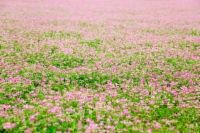 10 hierbas medicinales para aumentar su inmunidad