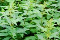 10 hierbas medicinales para aumentar su inmunidad