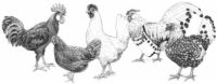 7 Categorías de razas de pollo