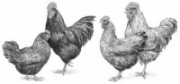 7 Categorías de razas de pollo