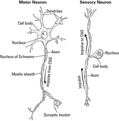 Una neurona motora lleva las señales de distancia del sistema nervioso central.