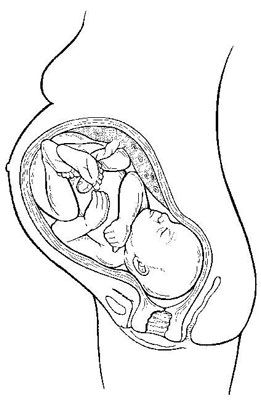 Un papá's guide to third trimester baby development