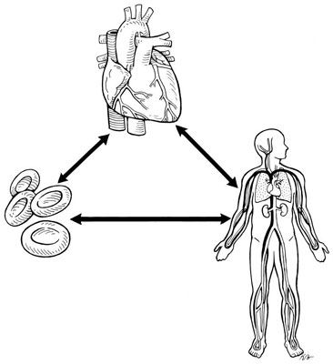 Una encuesta de las principales estructuras del sistema cardiovascular para el examen emt