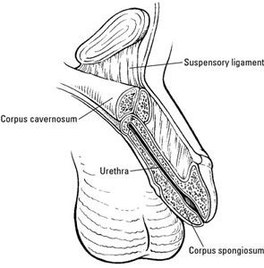 ���� - Anatomía del pene humano