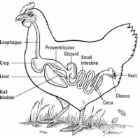 Las respuestas a las diez preguntas más comunes sobre la salud de pollo
