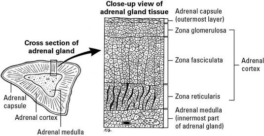 Anatomía básica de una glándula suprarrenal