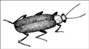 Escarabajo soldado comen pulgones, orugas, gusanos de la raíz del maíz, escarabajos del pepino y huevos de saltamontes.