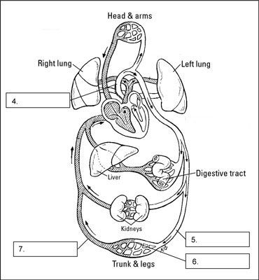 La circulación pulmonar y el trabajo circulación sistémica juntos. [Crédito: Ilustración por Kathryn Born