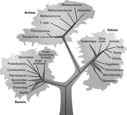 Un árbol filogenético de la vida en la Tierra basado en genes rRNA.