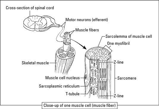 Estructura del músculo esquelético. [Crédito: Ilustración por Kathryn Born, M. A.]