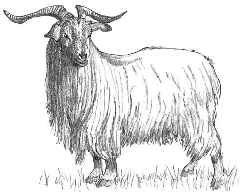 El pelo largo de cabra española también se considera una de cachemira.