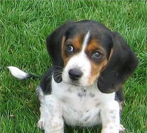 Pocket beagles son lindos y tiernos, pero, a diferencia de otros perros en miniatura, que're sturdy working dogs bu