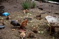 Comportamientos de pollo en un jardín