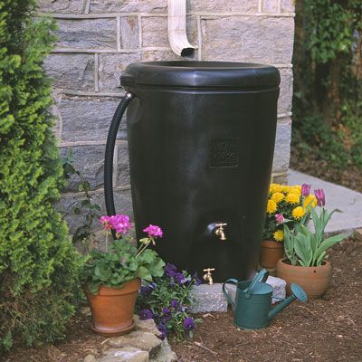 Riegue su jardín de un barril de lluvia en lugar de la del grifo durante un'greener' garden. [Credit