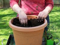 Contenedor de jardinería: cómo plantar verduras en macetas