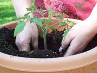 Contenedor de jardinería: cómo plantar verduras en macetas