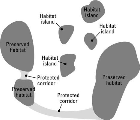 Creación de planes de conservación eficaces: la preservación de ecosistemas enteros