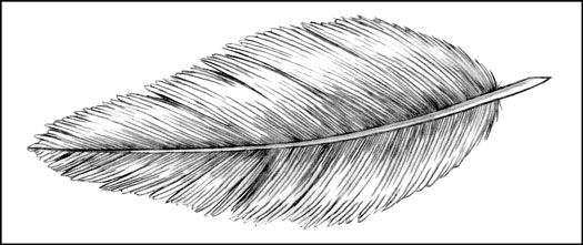 Dibujando el peludo, mullido, y plumas
