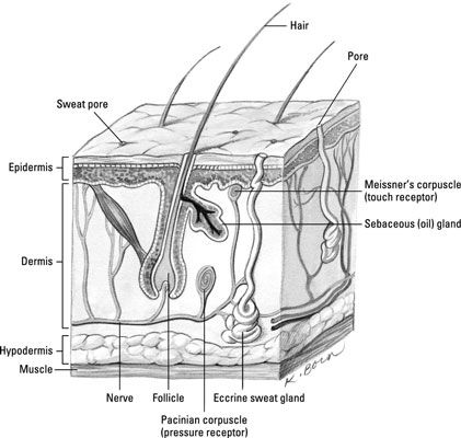Entrar en su piel: el tejido epitelial