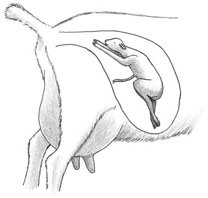 En una presentación normal al nacer, la cabra se coloca de cabeza, con sus pezuñas extendidas.