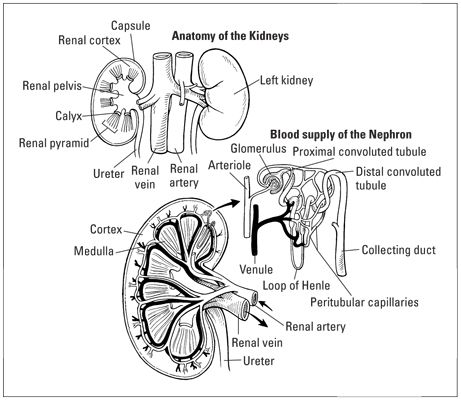 Estructura de los riñones y las nefronas dentro de los riñones.