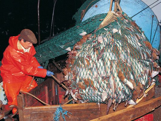 Pesca con red es malo para la vida marina y el ecosistema. [Crédito: Digital Vision]