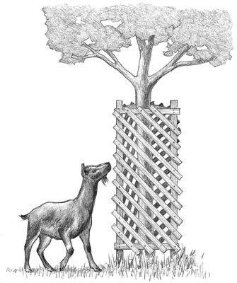 Un árbol de cabra a prueba con una caja de madera.