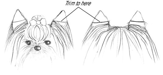 Recorte el pelo en las orejas cerca de la mitad del camino hacia abajo en el frente y la parte posterior.
