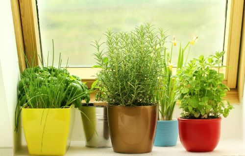 ���� - Cómo crecer hierbas en interiores