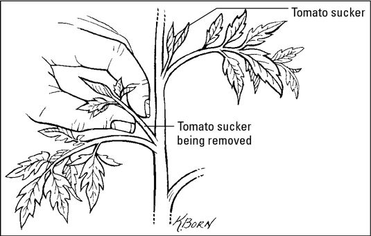 Retire los retoños de las plantas de tomate.