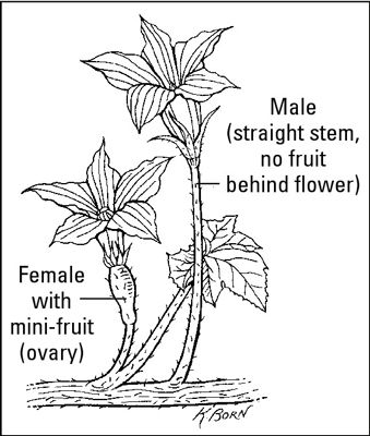 ���� - Cómo cultivar hortalizas vining
