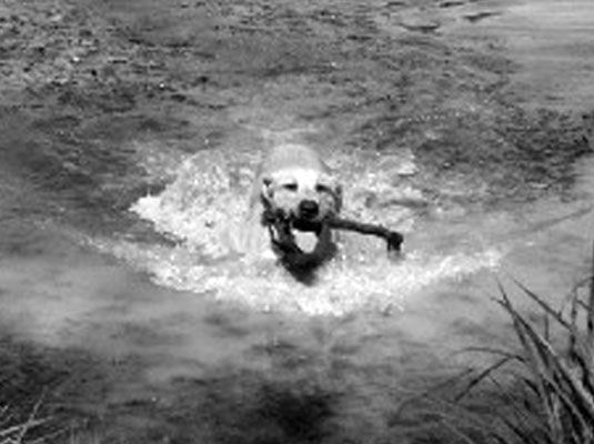 Muchos perros deportivos son también perros de agua y nadar cada vez que pueden. [Crédito: Indy / Foto cortesía