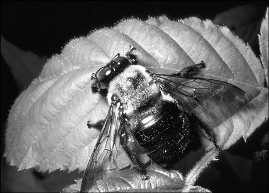 La abeja de carpintero es similar a un abejorro, pero su abdomen no tiene pelo.