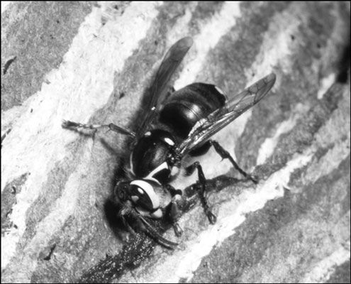 El avispón calvo con cara hace impresionantes nidos de papel en los árboles.