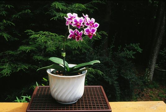 ���� - ¿Cómo proporcionar humedad para las orquídeas