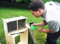 ¿Cómo poner sus abejas en la colmena