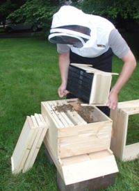 ¿Cómo poner sus abejas en la colmena