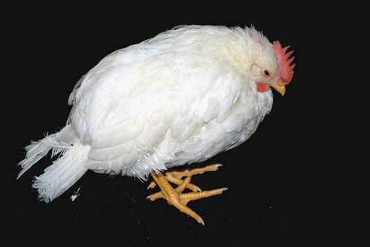Cómo reconocer los signos generales de enfermedad en los pollos