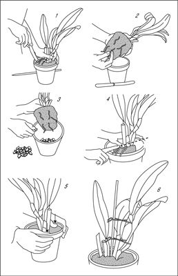 ���� - Cómo replantar una orquídea