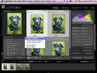 Cómo configurar las colecciones de sus fotos del perro dentro de Lightroom