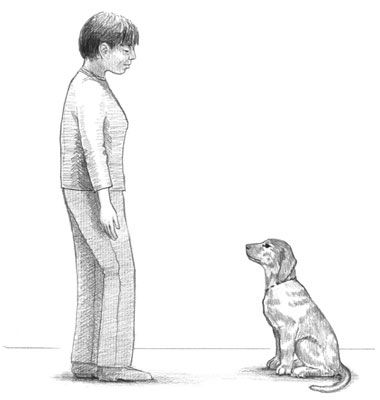Su cachorro debe pedir el permiso de sentado y mirando a usted. [Crédito: Ilustración de Barbara P.