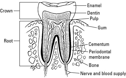 ���� - Cómo niveles de vitamina D afectan a los dientes