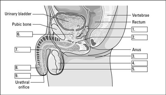 Identificar las partes del sistema reproductor masculino