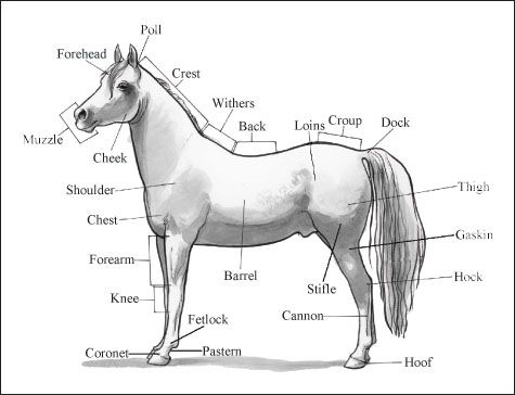 ���� - Identificación de las piezas de caballos y marcas