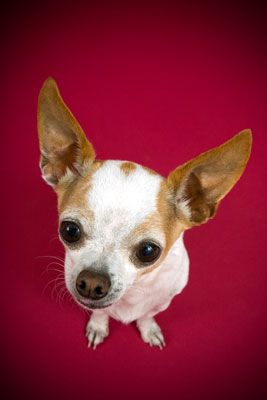 ���� - Tipos de lentes a tener en cuenta para el perro fotografía