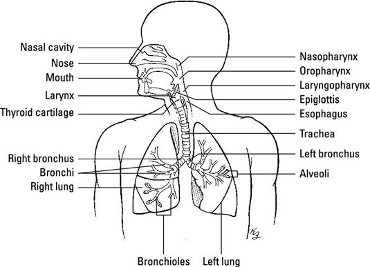 La terminología médica para el funcionamiento del sistema respiratorio