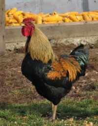 Las ideas falsas sobre los pollos y los huevos