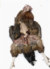 Necropsying un pollo: cabeza, cuello, articulaciones y nervios
